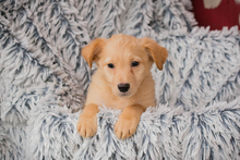 LAETIZIA, Hund, Mischlingshund in Kroatien