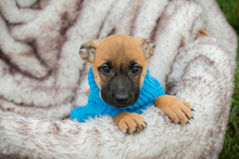 CHIPNR266138, Hund, Mischlingshund in Kroatien