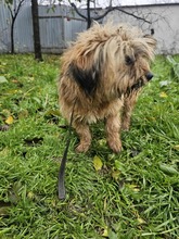 SANTO, Hund, Mischlingshund in Rumänien