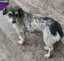 KARLA, Hund, Mischlingshund in Rumänien