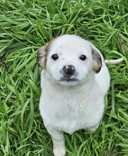 WINNIE, Hund, Mischlingshund in Rumänien