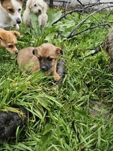 FRIEDA, Hund, Mischlingshund in Rumänien