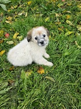 KIRA, Hund, Mischlingshund in Rumänien