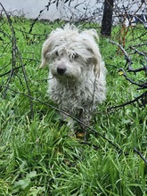 TILLY, Hund, Mischlingshund in Rumänien