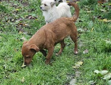 MOKKA, Hund, Mischlingshund in Rumänien