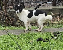 FRANZI, Hund, Mischlingshund in Rumänien