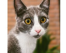 NIKI, Katze, Russisch-Blau Mix in Spanien