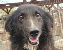 NAVID, Hund, Mischlingshund in Rumänien