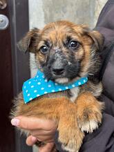 MIKA, Hund, Mischlingshund in Rumänien