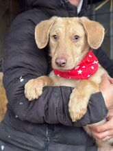 JASMIN, Hund, Mischlingshund in Rumänien