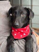 MULAN, Hund, Mischlingshund in Rumänien