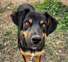 EDITH, Hund, Mischlingshund in Spanien