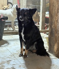 ERBSE, Hund, Mischlingshund in Rumänien