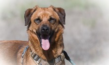 CAJU, Hund, Mischlingshund in Portugal