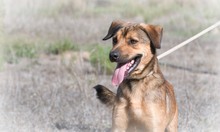 CID, Hund, Mischlingshund in Portugal