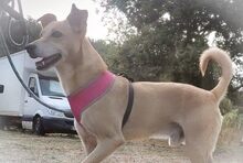 SIMBA, Hund, Mischlingshund in Portugal