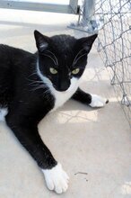 THEO, Katze, Europäisch Kurzhaar in Ottobrunn