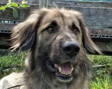 TRUFFLES, Hund, Herdenschutzhund-Mix in Ruppichteroth