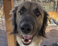 TRUFFLES, Hund, Herdenschutzhund in Rumänien