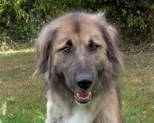 TRUFFLES, Hund, Herdenschutzhund in Ruppichteroth