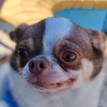 SANDRA, Hund, Chihuahua in Eckental