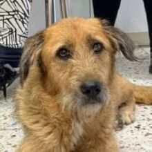 LYDIAMARIE, Hund, Mischlingshund in Griechenland