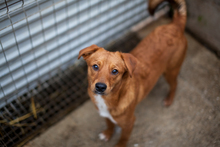 SHREK, Hund, Mischlingshund (Mischling) in Rumänien