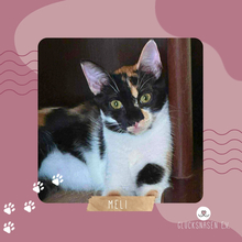 MELI, Katze, Europäisch Kurzhaar in Rumänien