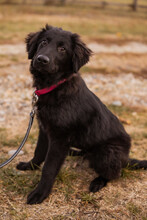 JUNAK, Hund, Labrador-Mix in Kroatien
