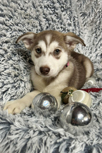 KIRA, Hund, Siberian Husky-Mix in Kroatien