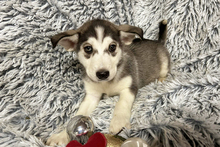 LILLY, Hund, Siberian Husky-Mix in Kroatien