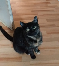 MAIKA, Katze, Europäisch Kurzhaar in Hannover