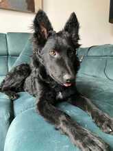 ENZO, Hund, Mischlingshund in Hamburg