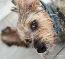 BENJI, Hund, Mischlingshund in Tornesch