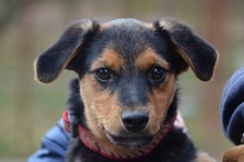 DOMI, Hund, Mischlingshund in Krefeld