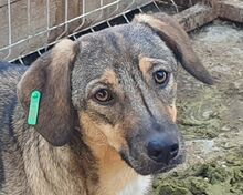 STACY, Hund, Mischlingshund in Rumänien