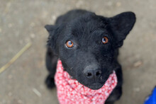 LAYLA, Hund, Kroatischer Schäferhund-Mix in Kroatien