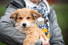 ICARO, Hund, Mischlingshund in Ungarn