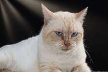 ALFI, Katze, Hauskatze in Portugal