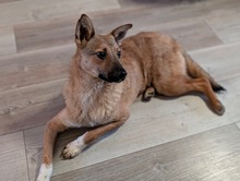 SIRI, Hund, Mischlingshund in Hamburg