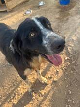 ELMO, Hund, Mischlingshund in Spanien