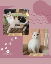 SNOIE, Katze, Europäisch Kurzhaar in Bulgarien