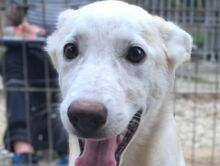 SINA, Hund, Mischlingshund in Rumänien