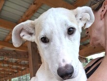 SEPPI, Hund, Mischlingshund in Rumänien