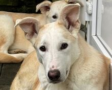 SEPPI, Hund, Mischlingshund in Rösrath