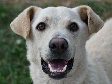 NIKO, Hund, Labrador-Mischling in Bielefeld