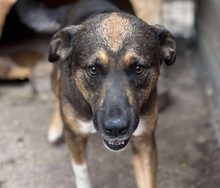 BRUNO, Hund, Mischlingshund in Rumänien