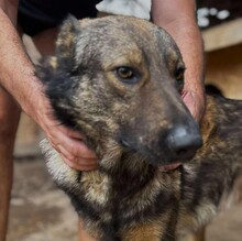 WOLFIE, Hund, Mischlingshund in Rumänien