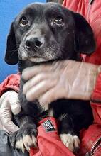 SONJA, Hund, Mischlingshund in Rumänien