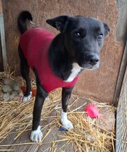 MANCS4, Hund, Mischlingshund in Ungarn